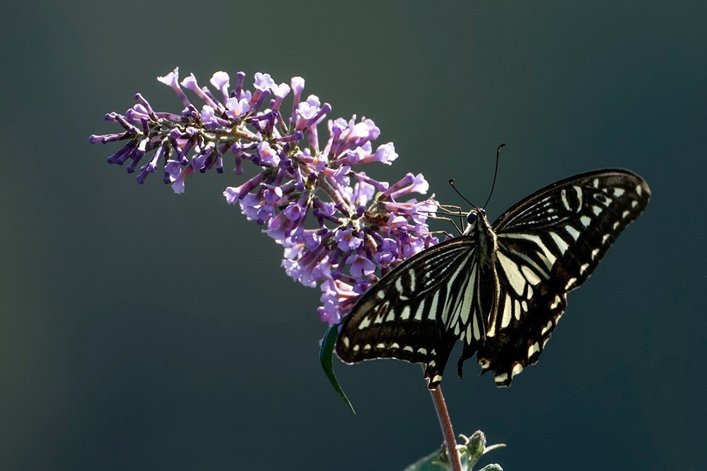 蝶蛾采蜜图（手持80-400拍摄）