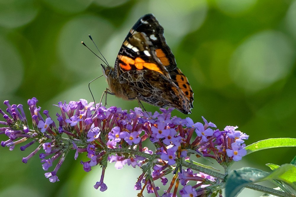 蝶蛾采蜜图（手持80-400拍摄）