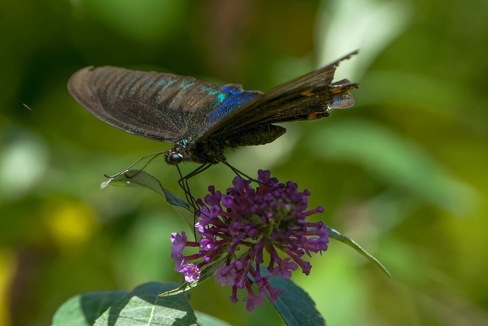 蝶蛾采蜜图（手持80-400拍摄）