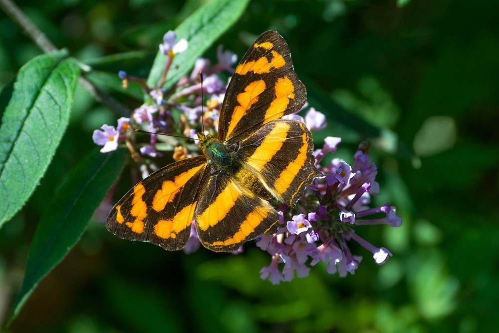 蝶蛾采蜜图（手持80-400拍摄）