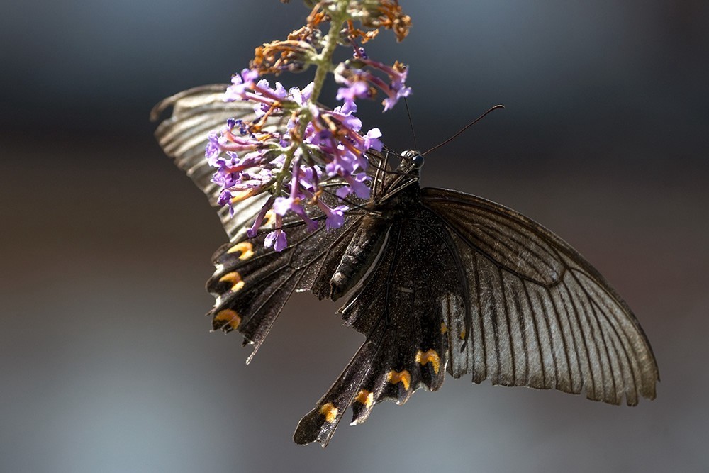 蝶蛾采蜜图（手持80-400拍摄）