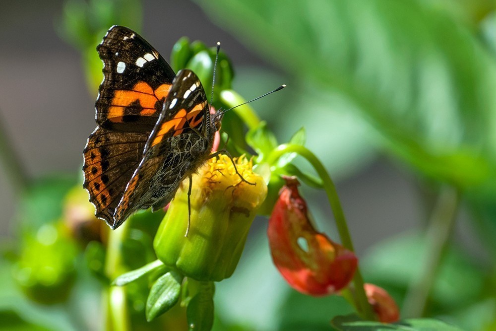蝶蛾采蜜图（手持80-400拍摄）