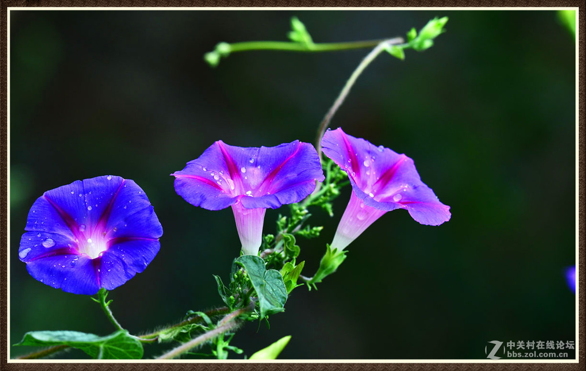 牵牛花 1>-中关村在线摄影论坛