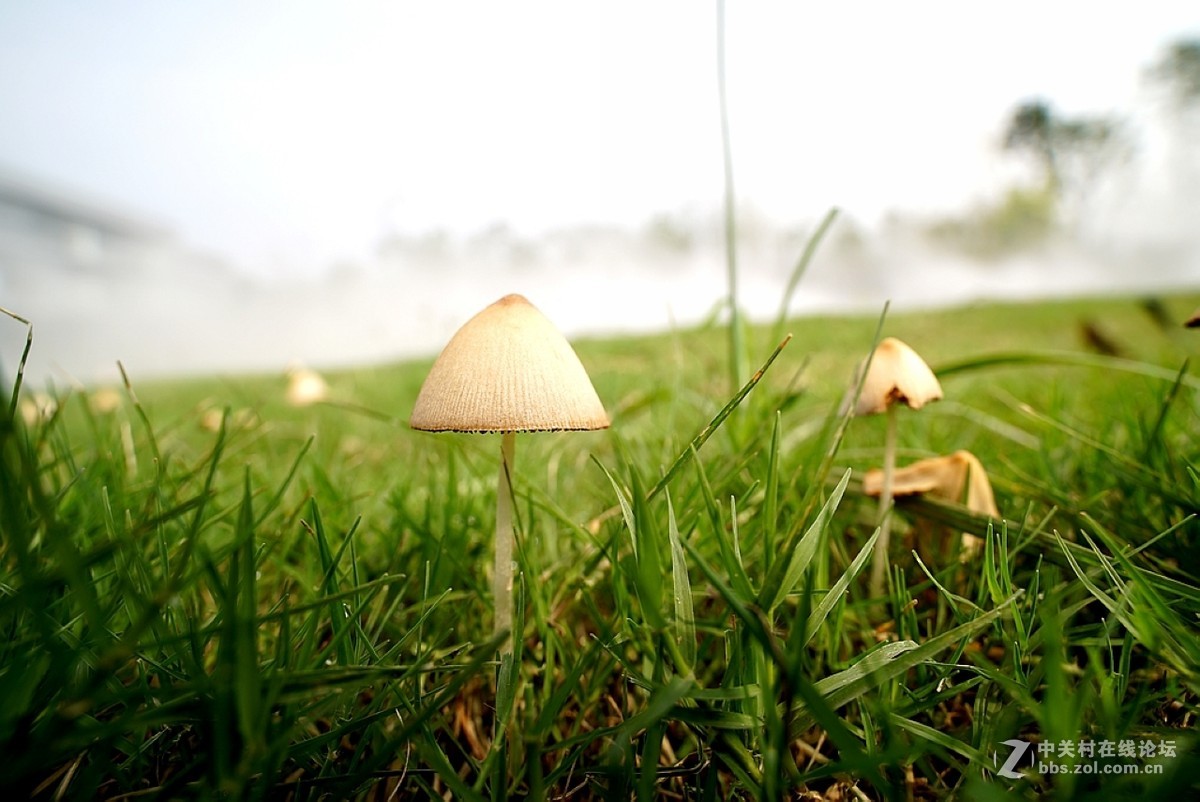 小磨菇老蛙15mm廣角微距鏡頭