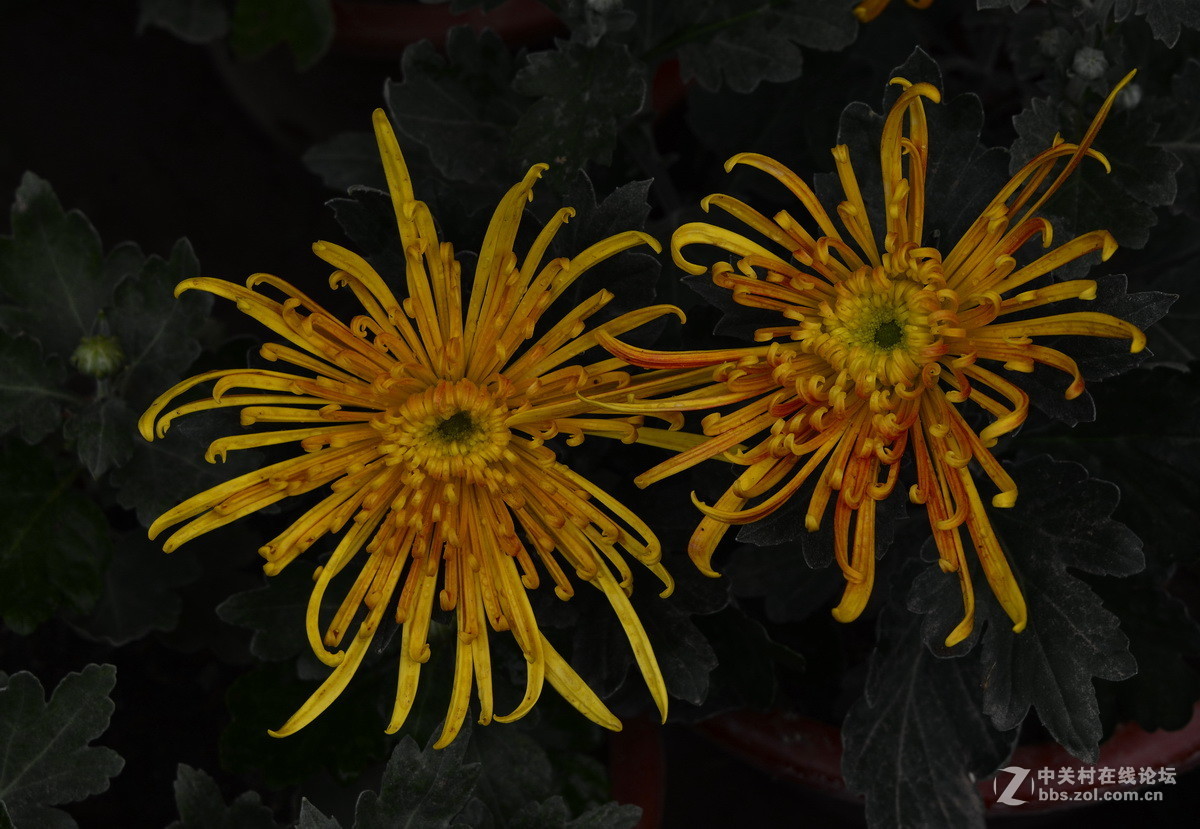 2015.9承德避暑山庄拍菊