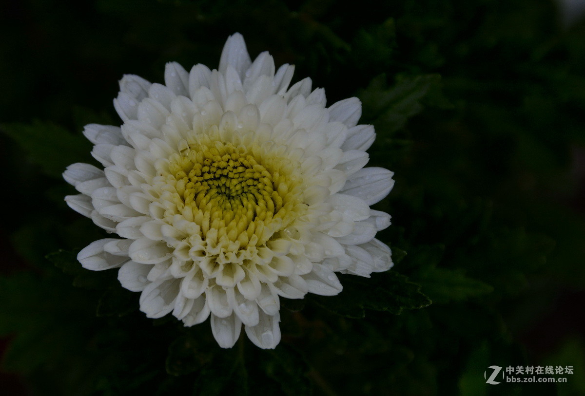 2015.9承德避暑山庄拍菊