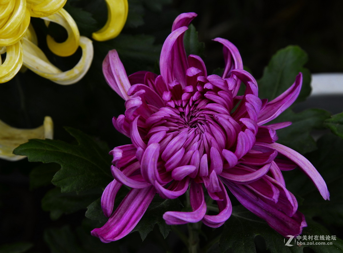 2015.9承德避暑山庄拍菊