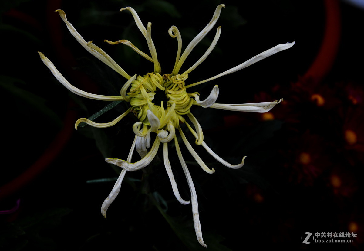 2015.9承德避暑山庄拍菊