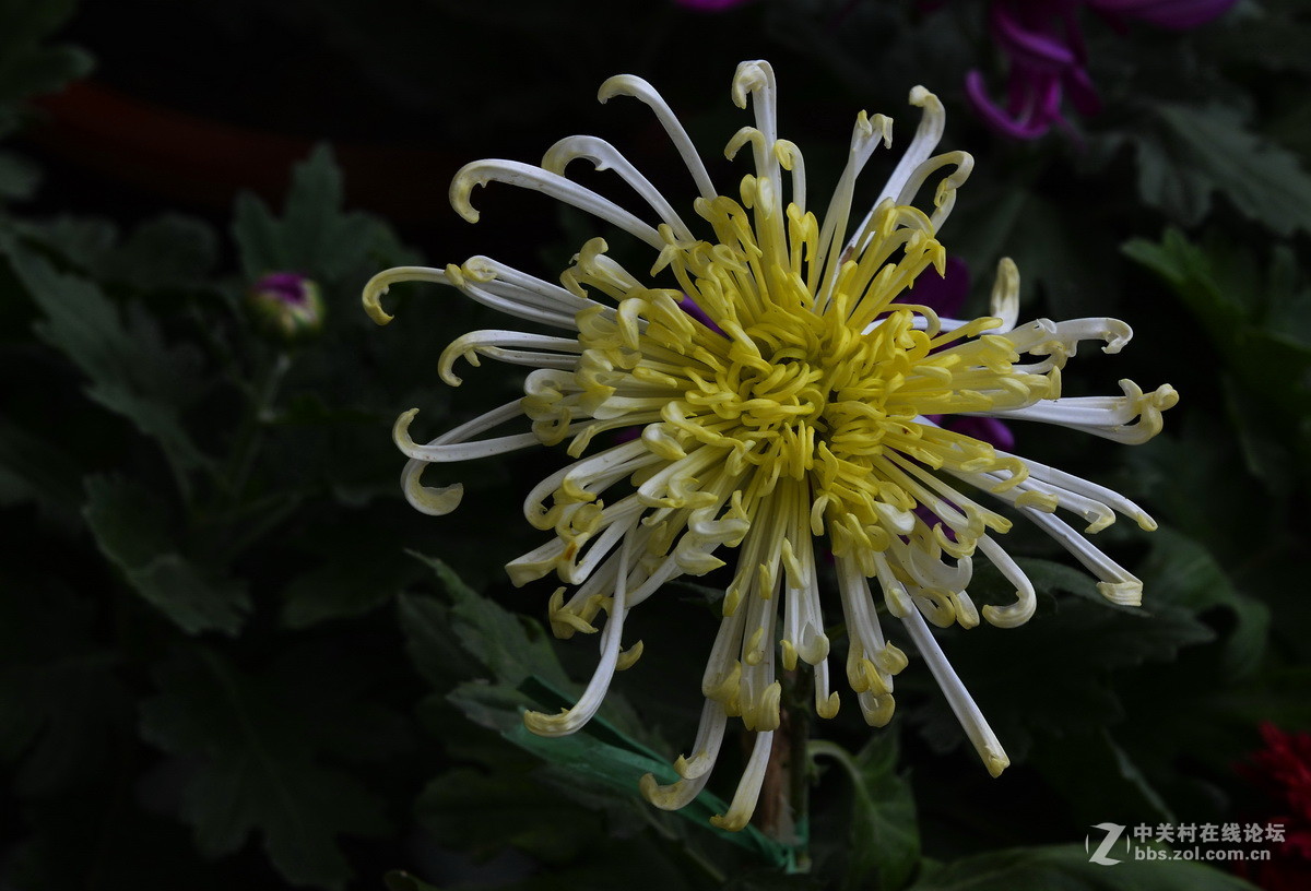 2015.9承德避暑山庄拍菊
