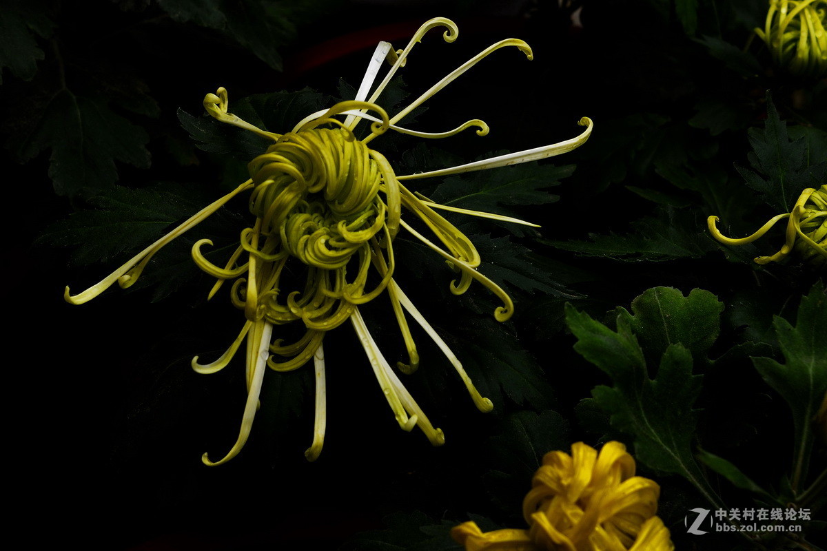 2015.9承德避暑山庄拍菊