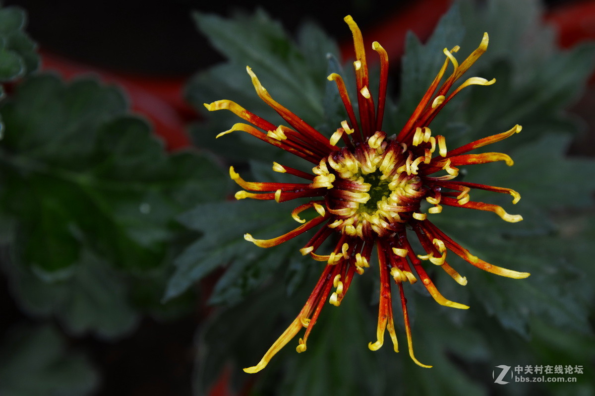 2015.9承德避暑山庄拍菊