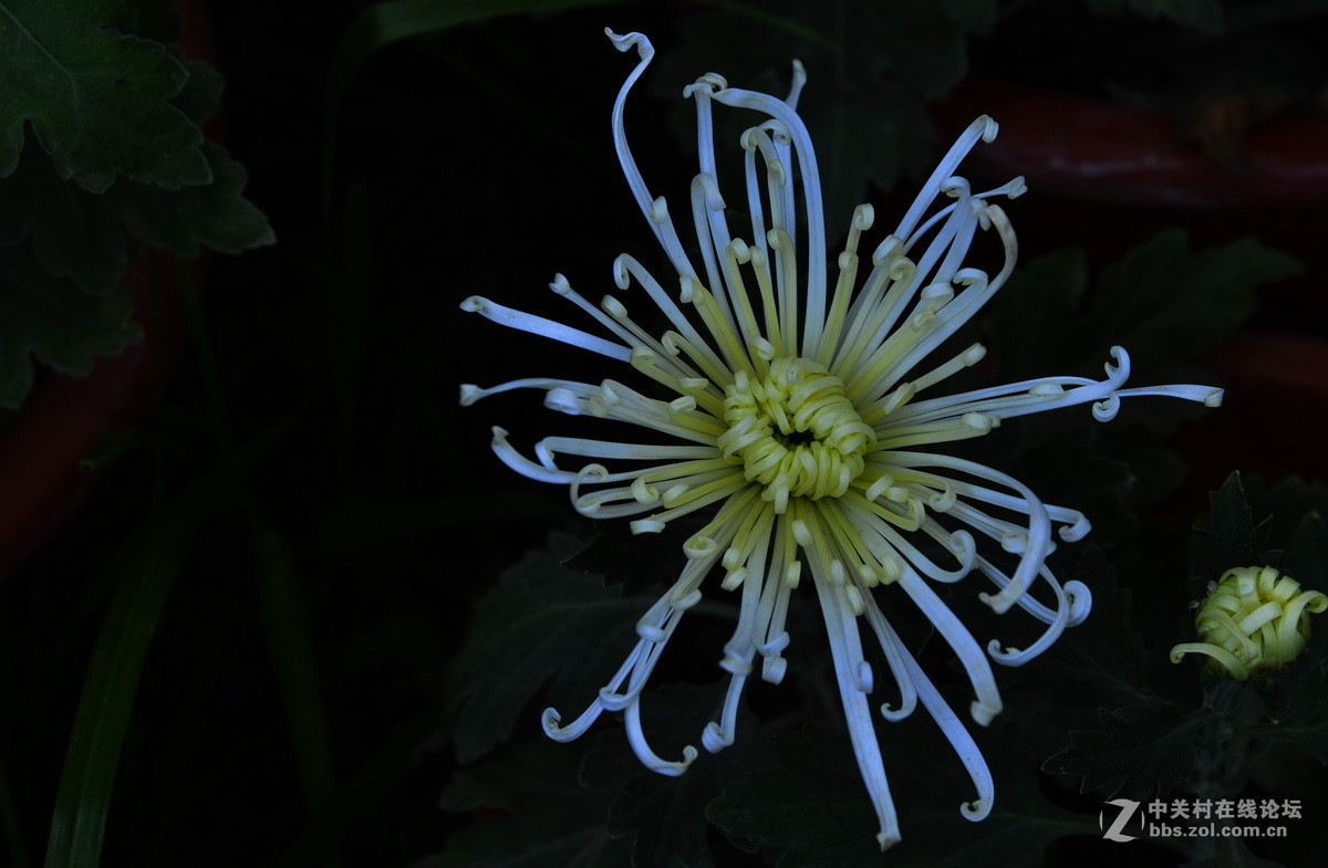 2015.9承德避暑山庄拍菊
