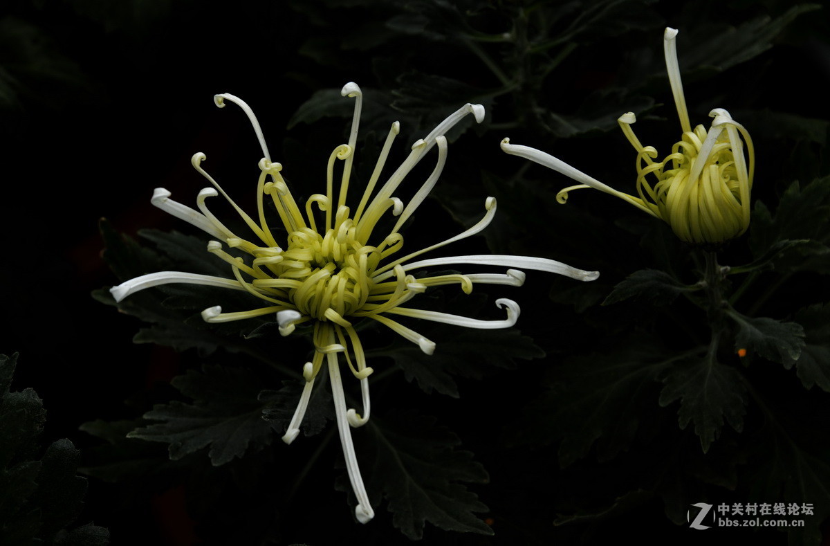 2015.9承德避暑山庄拍菊