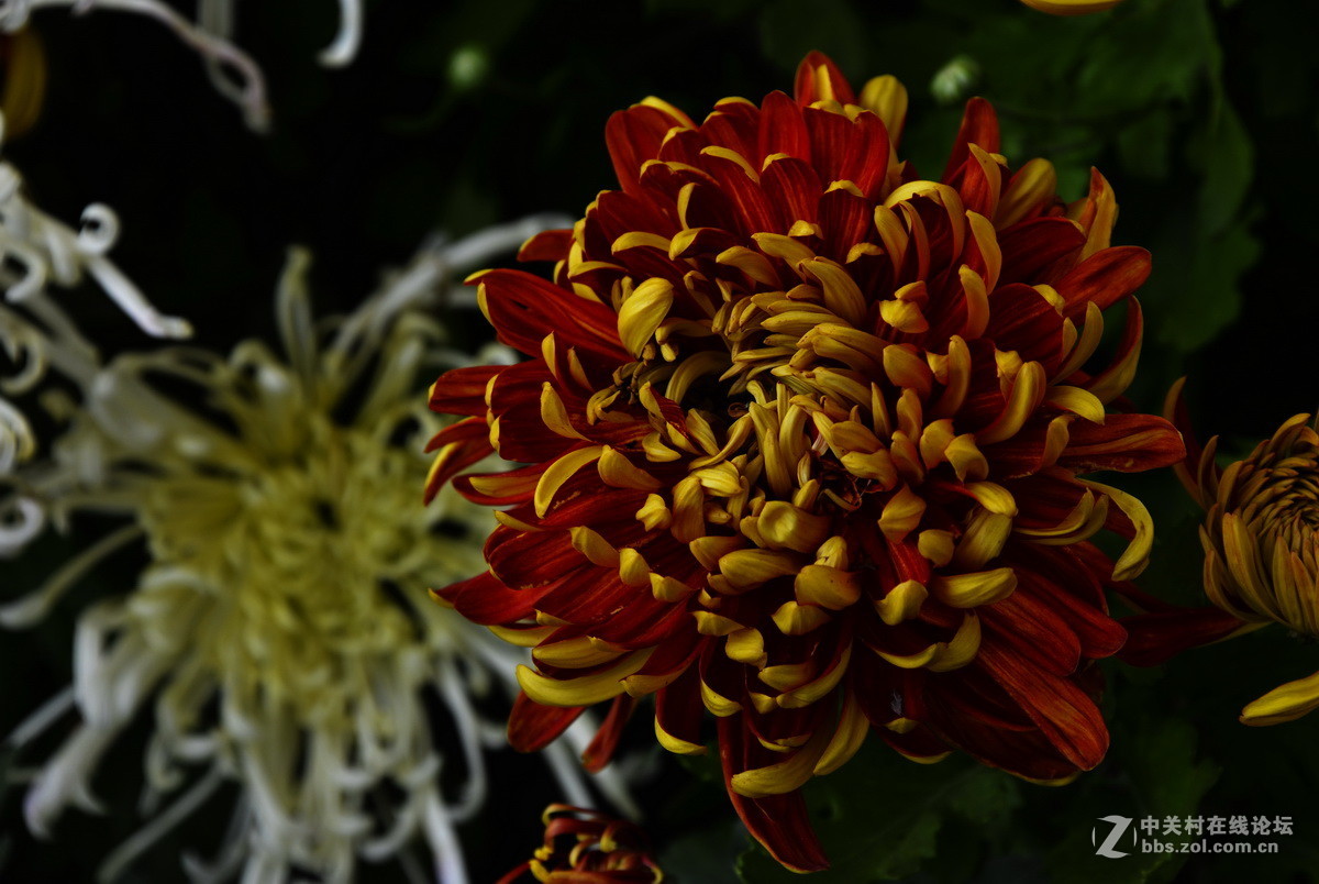 2015.9承德避暑山庄拍菊