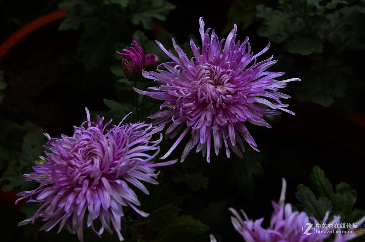 2015.9承德避暑山庄拍菊