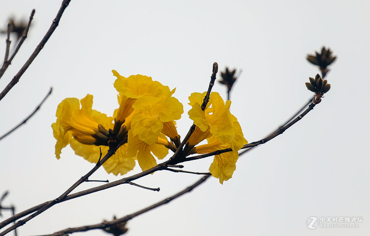 黄花风铃木