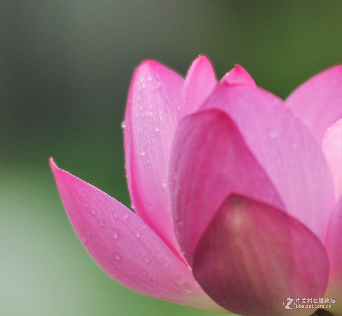 刚刚入手二手钢炮，试拍荷花！
