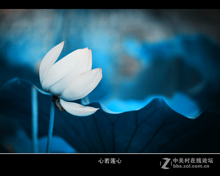 刚刚入手二手钢炮，试拍荷花！