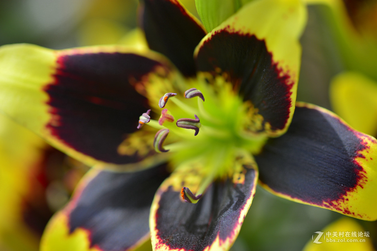 凌源首届百合节蔡司百微试镜，室内光线不够，手持拍摄，有损百微形象之嫌。
