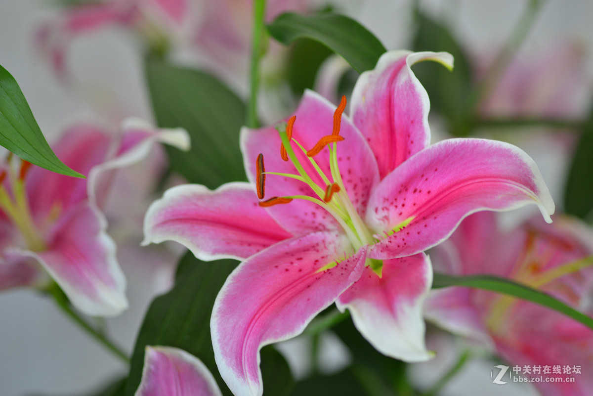 凌源首届百合节蔡司百微试镜，室内光线不够，手持拍摄，有损百微形象之嫌。