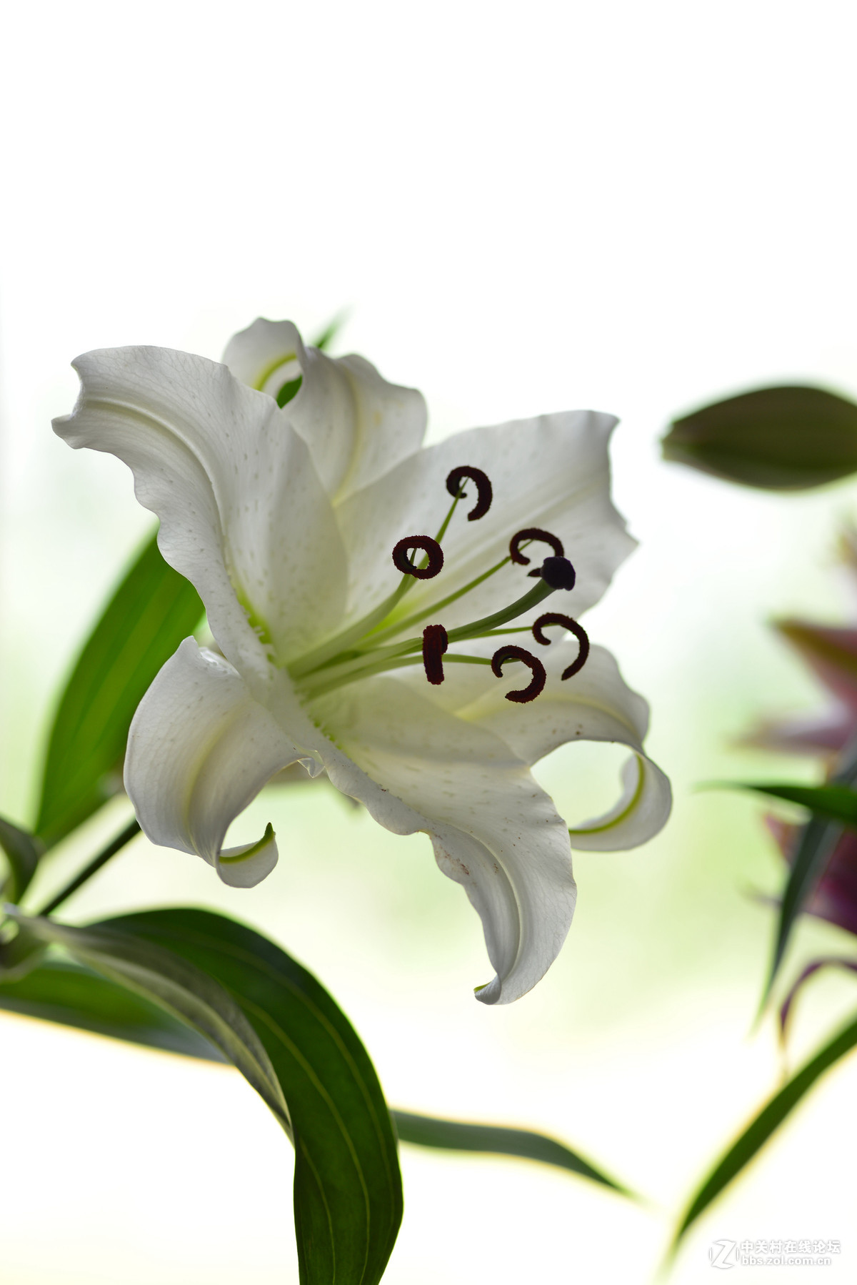 凌源首届百合节蔡司百微试镜，室内光线不够，手持拍摄，有损百微形象之嫌。