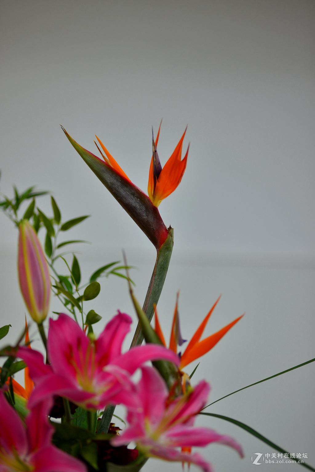 凌源首届百合节蔡司百微试镜，室内光线不够，手持拍摄，有损百微形象之嫌。