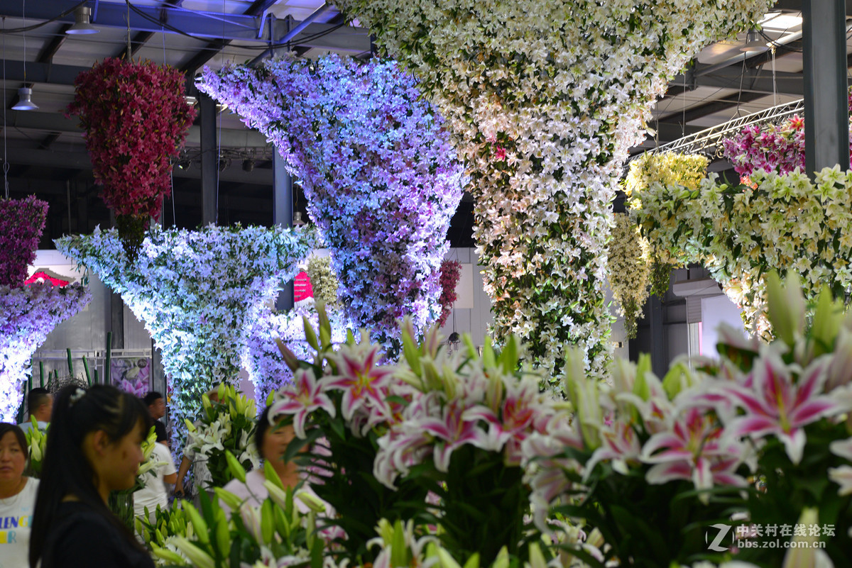 凌源首届百合节蔡司百微试镜，室内光线不够，手持拍摄，有损百微形象之嫌。