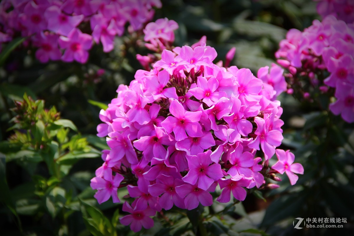 花季---再拍福禄考.