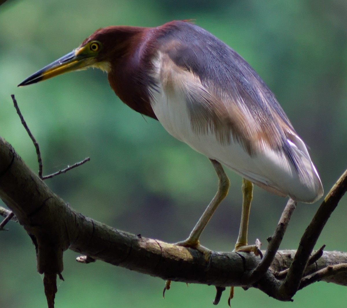 池边鹭鸟，呆萌。