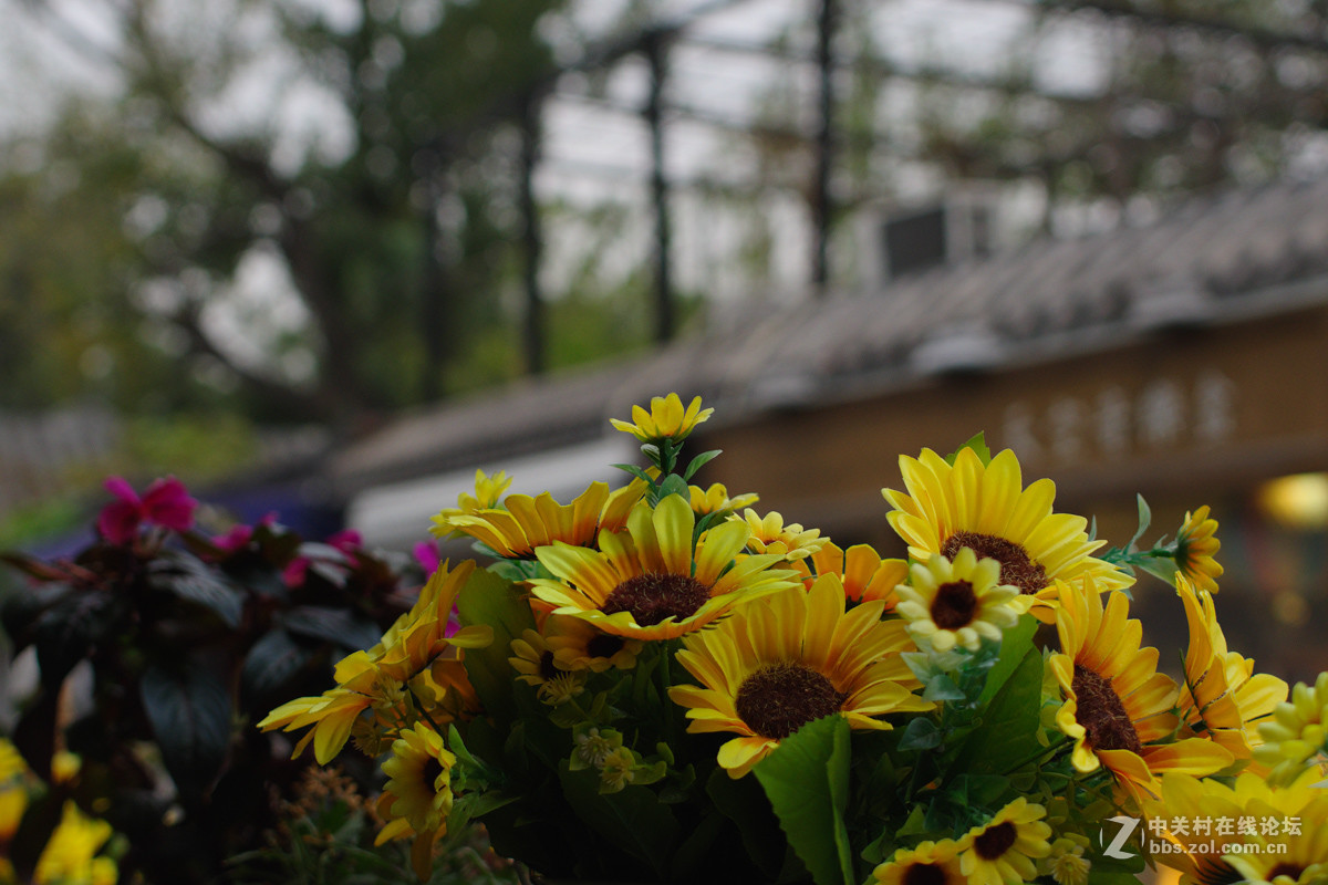 用135相机玩中画幅镜头：宾得K70转接宾得645 smc 45mm f2.8中画幅镜头试镜