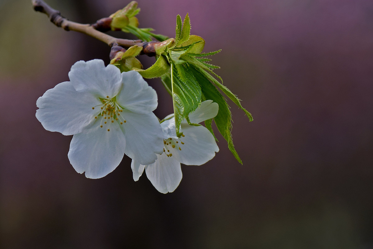 白色单瓣儿樱花