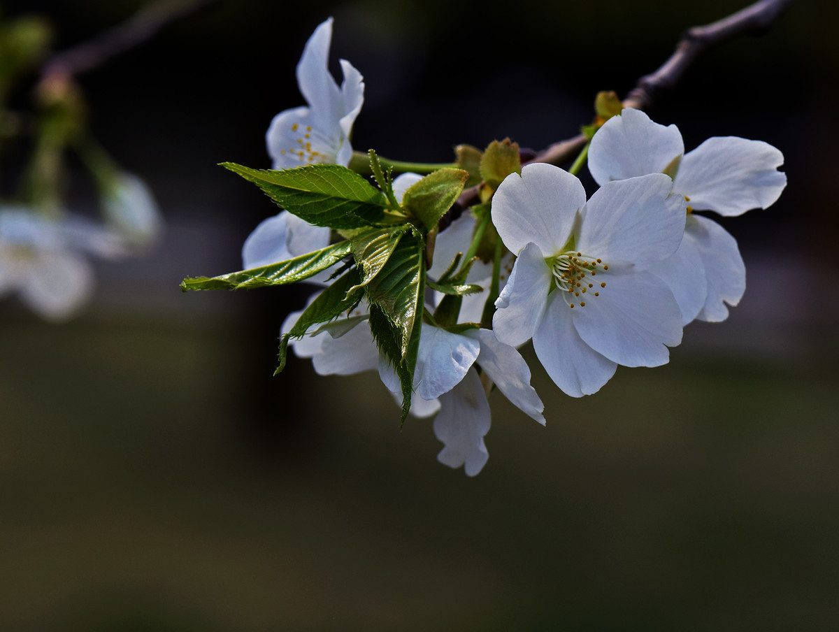白色单瓣儿樱花