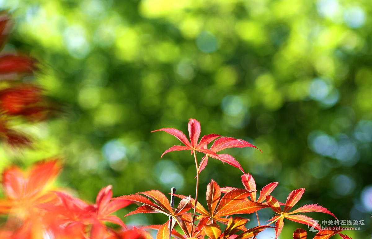 新镜试机——红叶