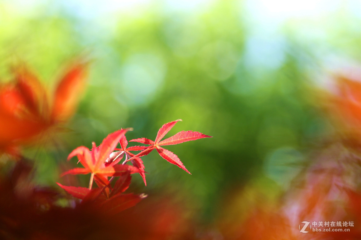 新镜试机——红叶