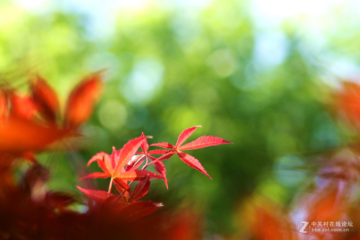 新镜试机——红叶