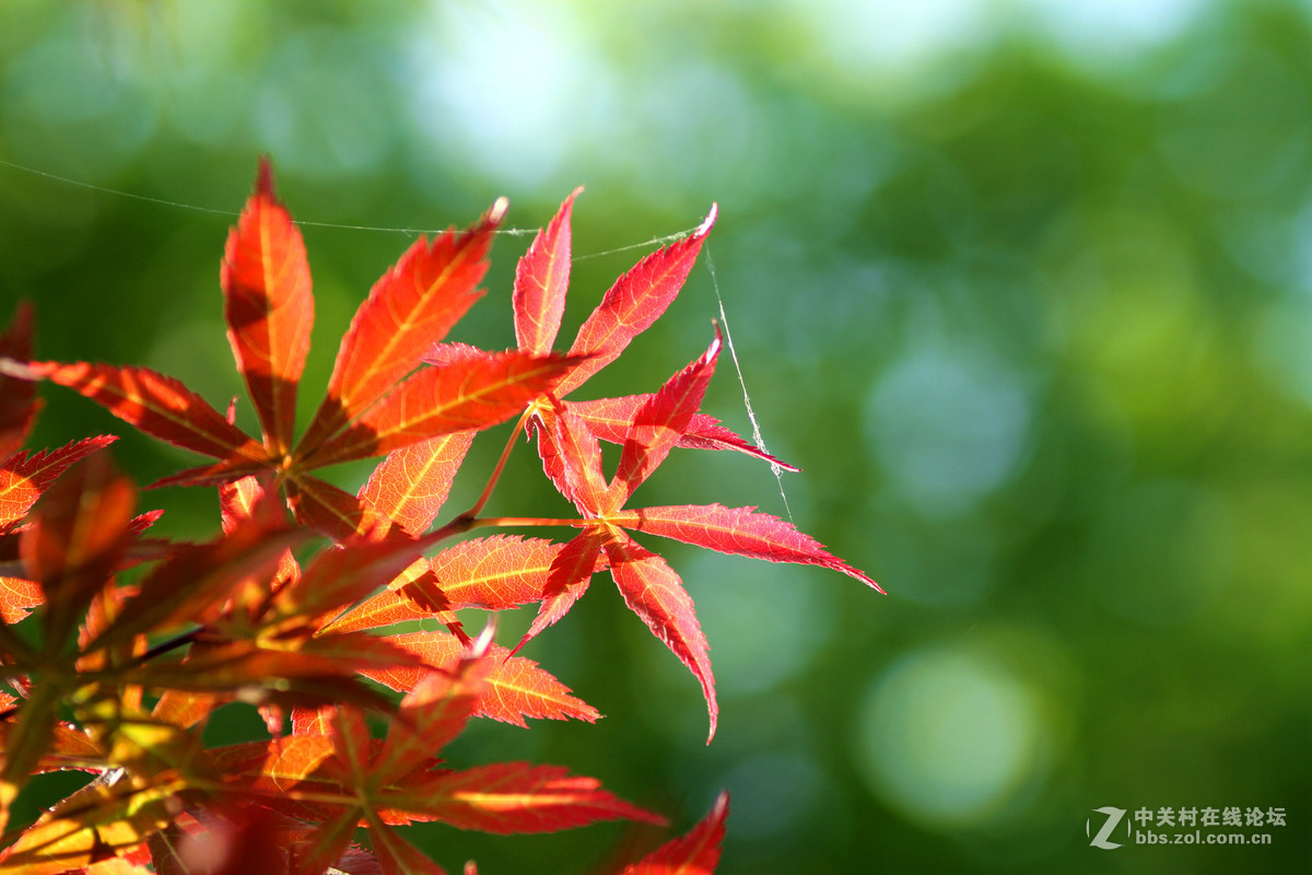 新镜试机——红叶