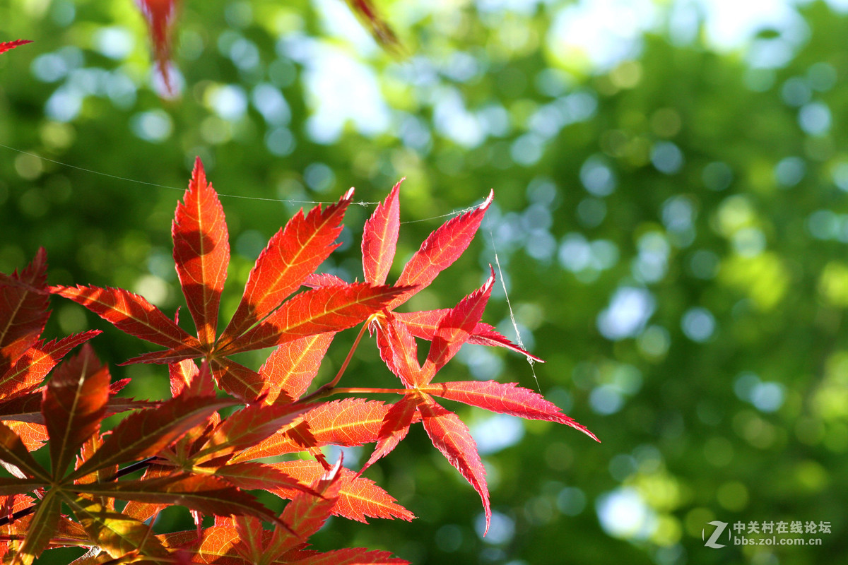 新镜试机——红叶