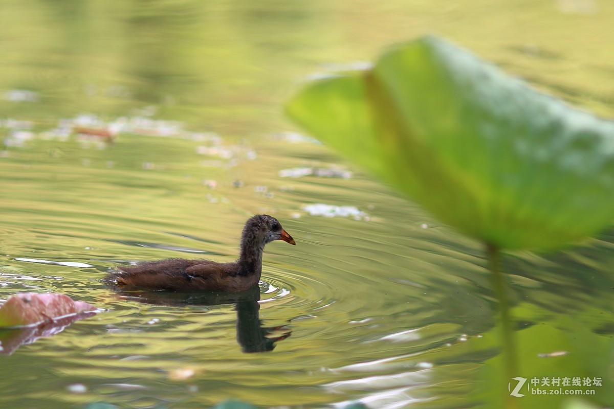 荷塘水鸟