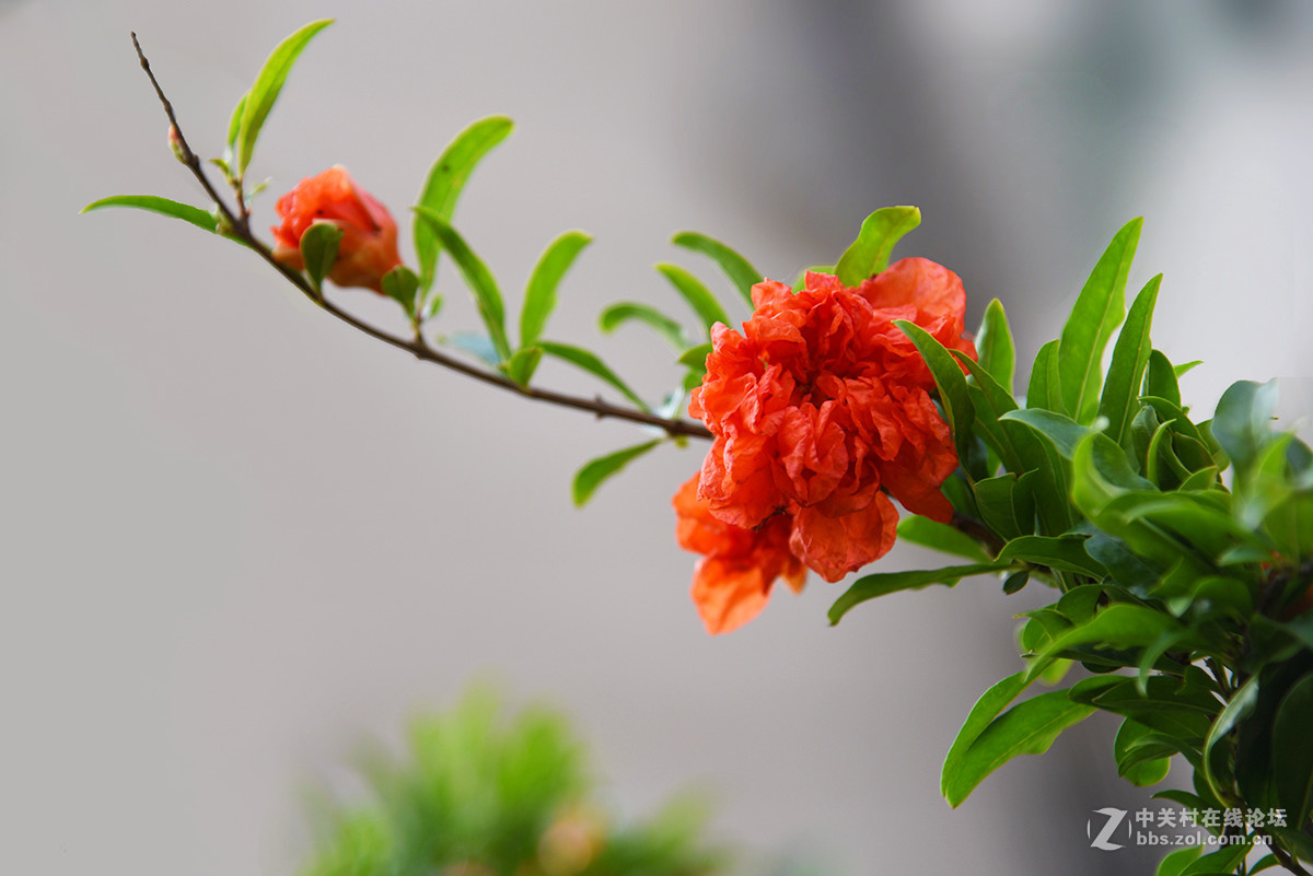 石榴花圖片大全唯美(石榴花圖片大全高清圖片)