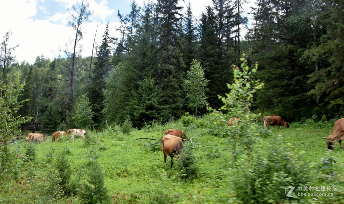 2017夏 长沙到喀什（69）喀纳斯