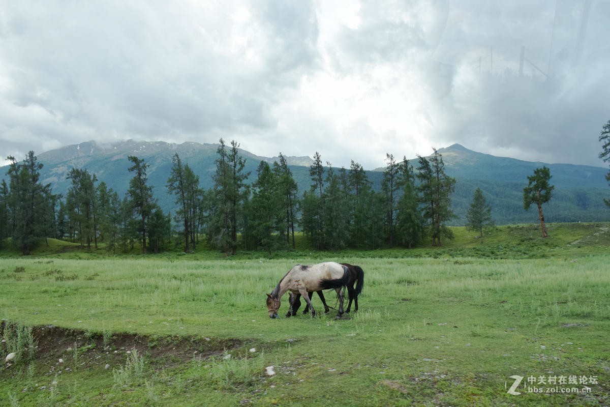 2017夏 长沙到喀什（69）喀纳斯