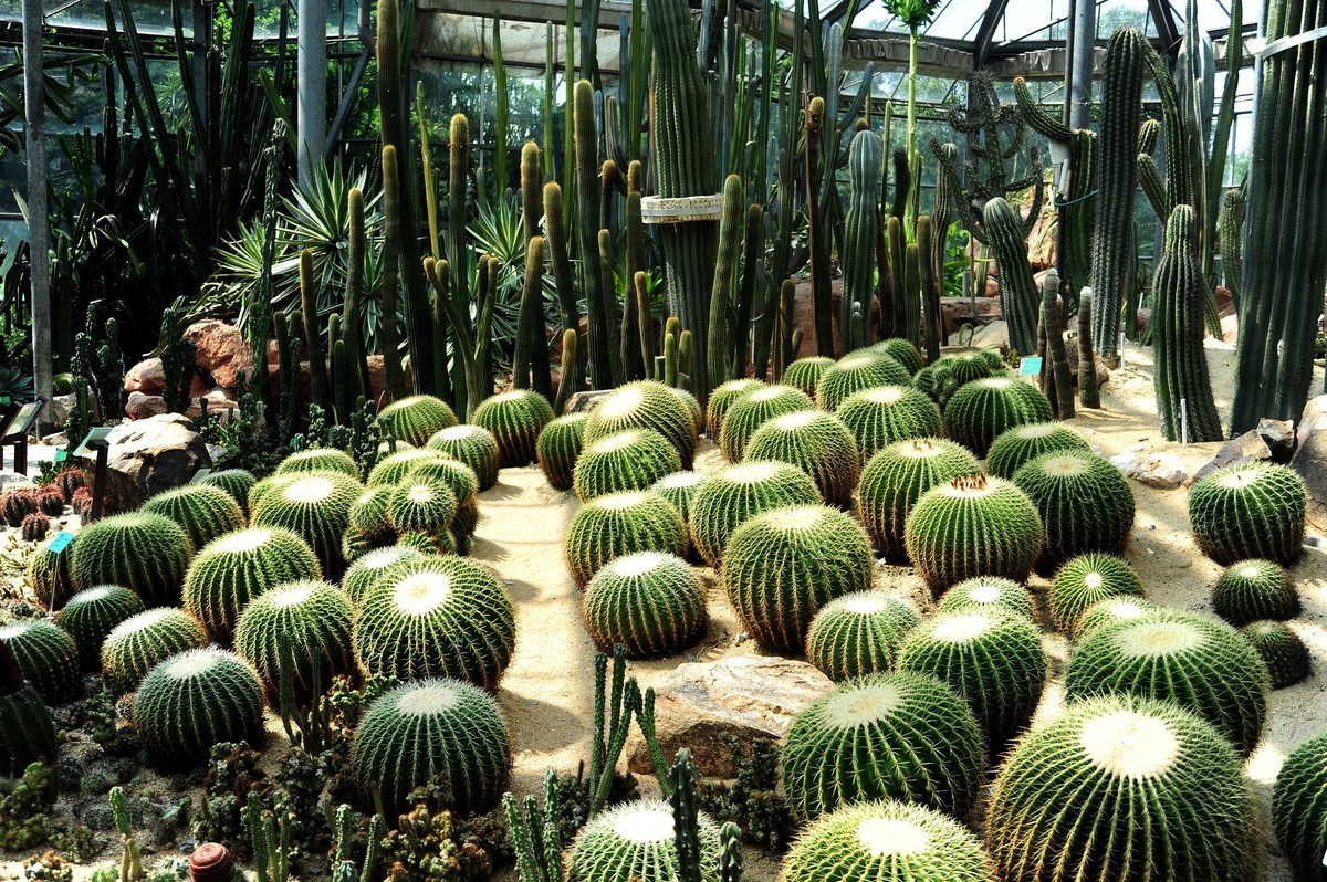 广州华南植物园热带植物d700