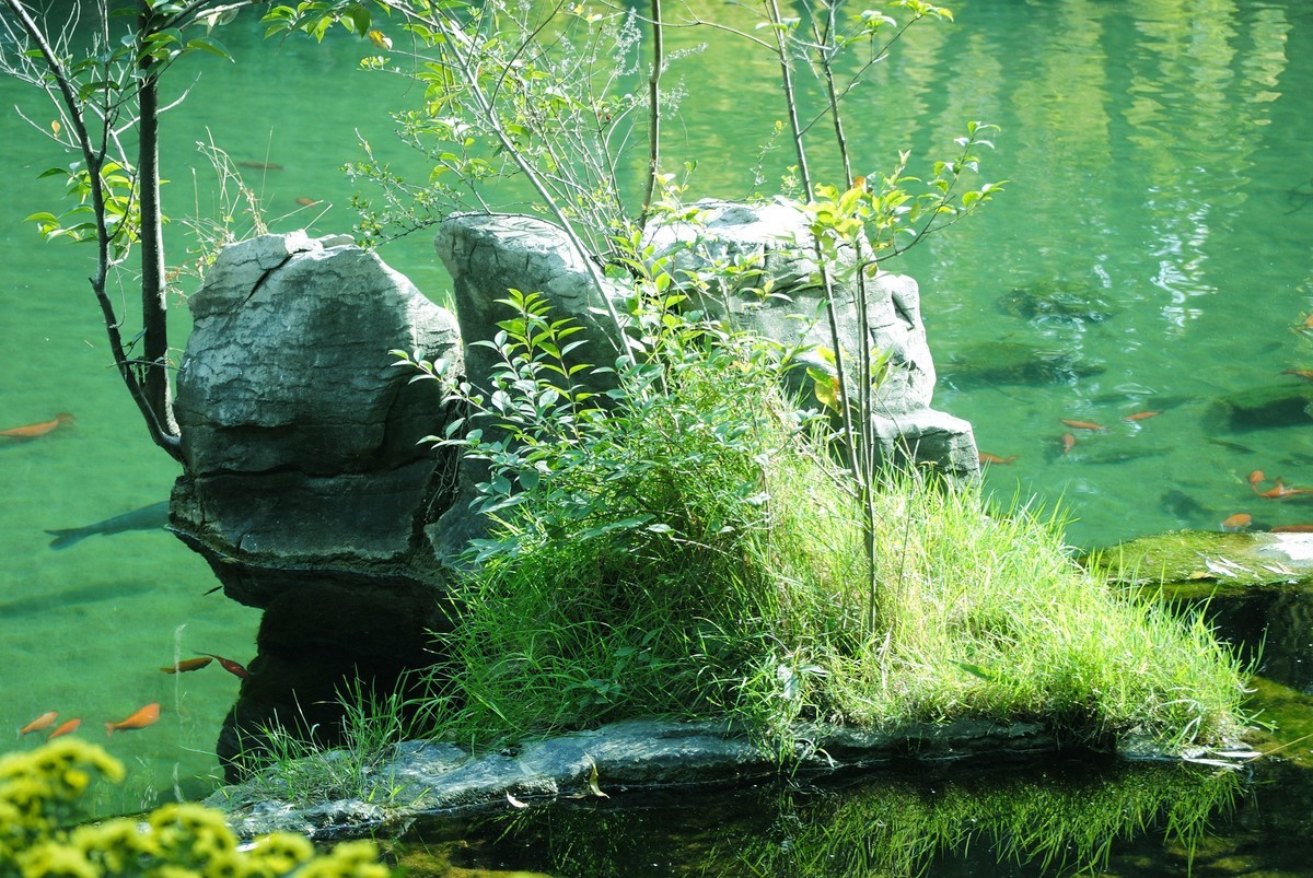 金秋菊香映红叶