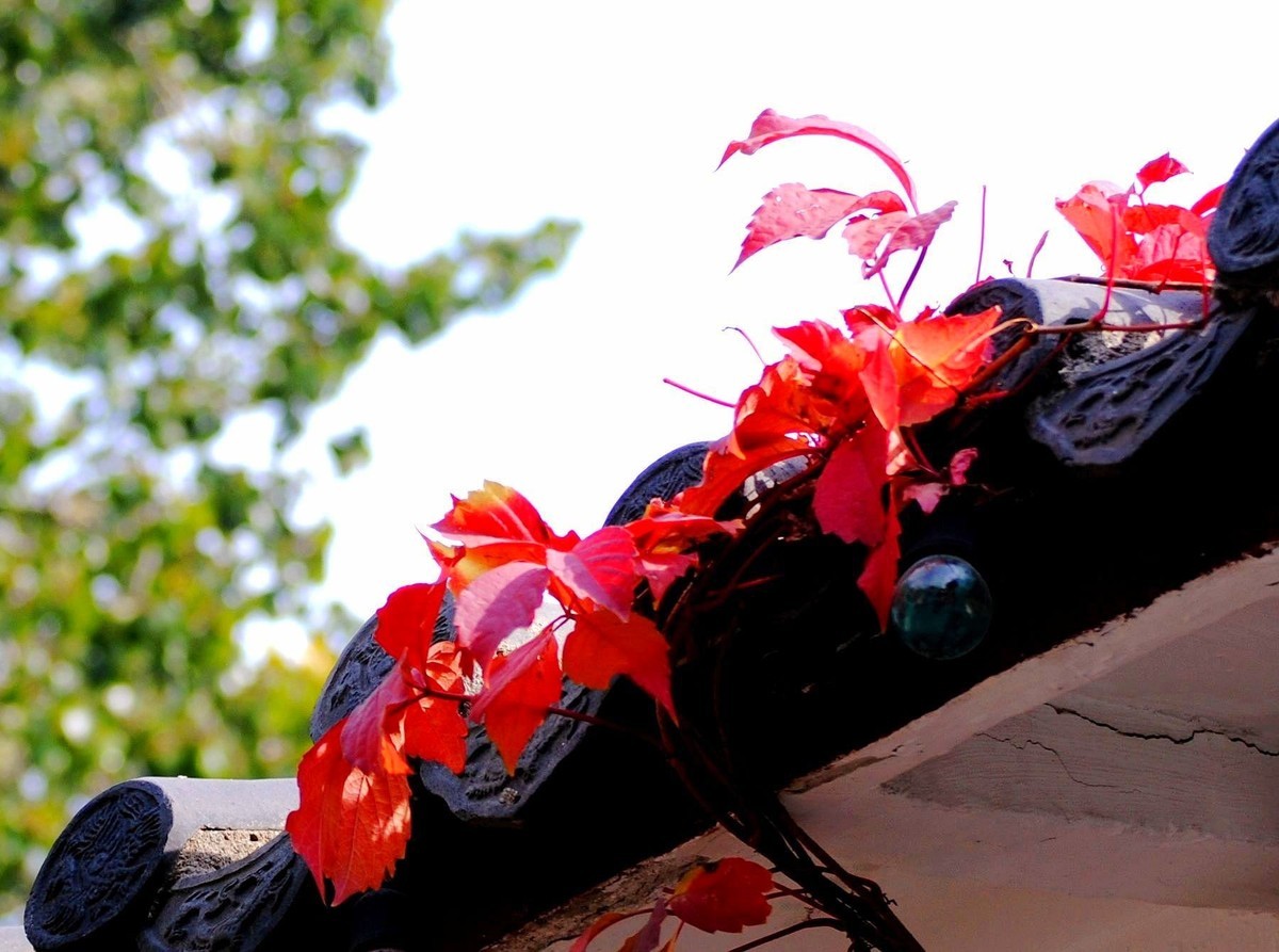 金秋菊香映红叶