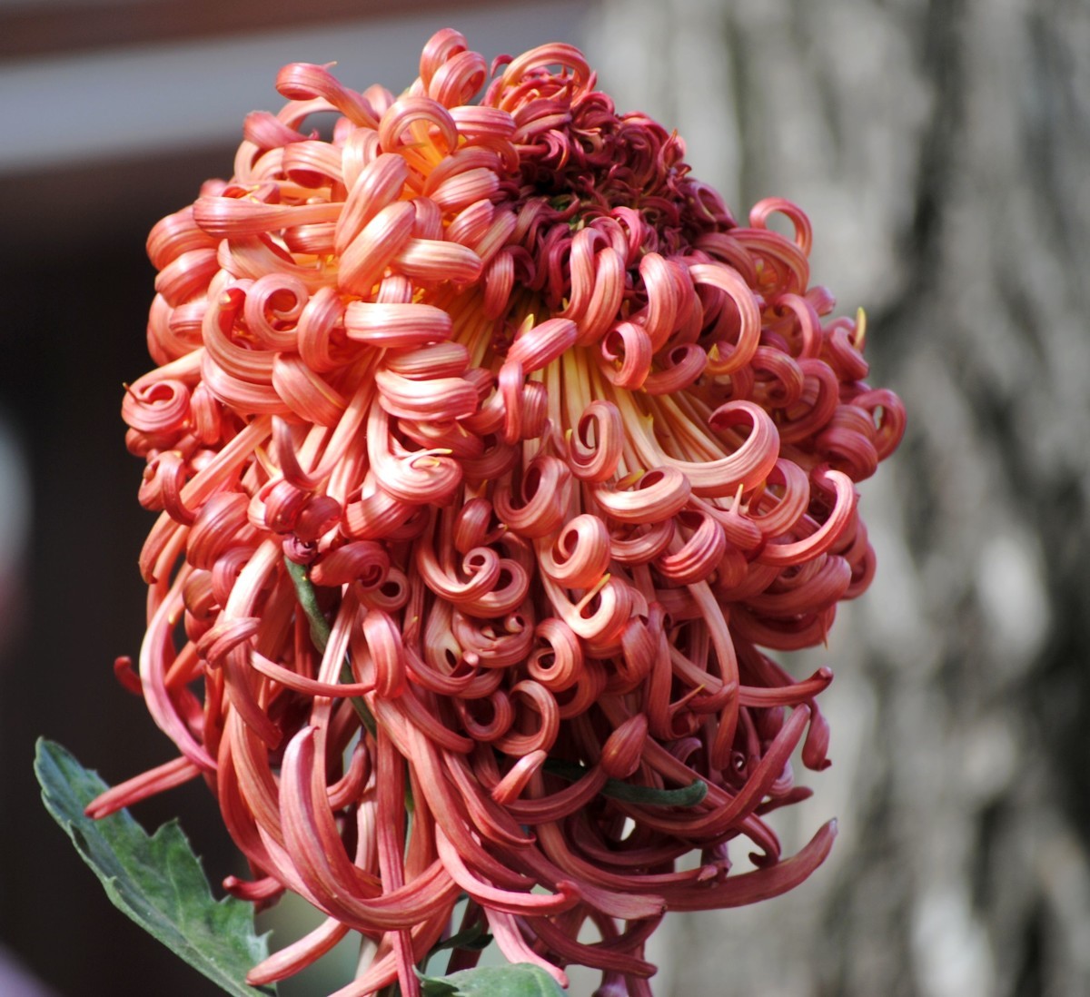 金秋菊香映红叶