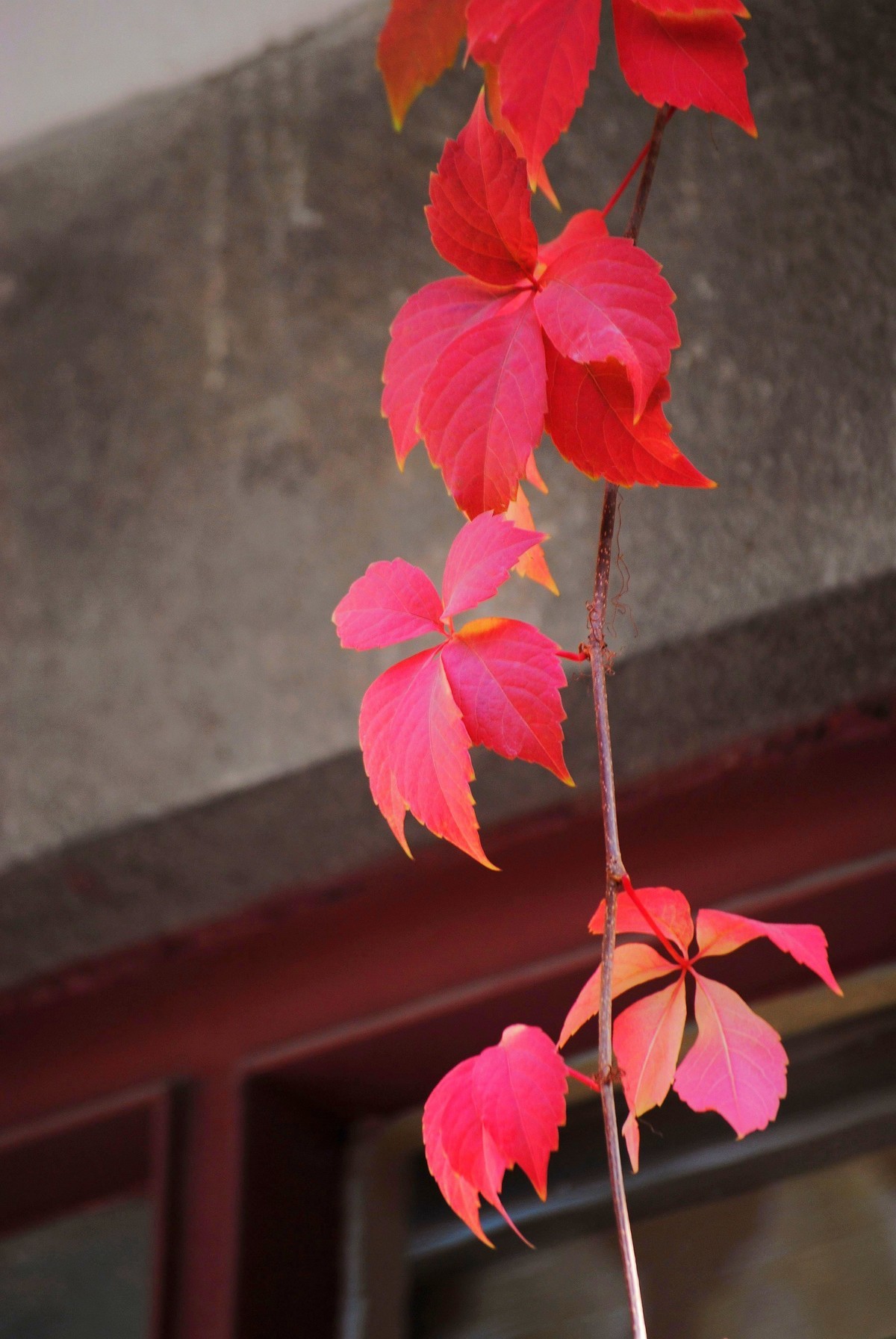 金秋菊香映红叶