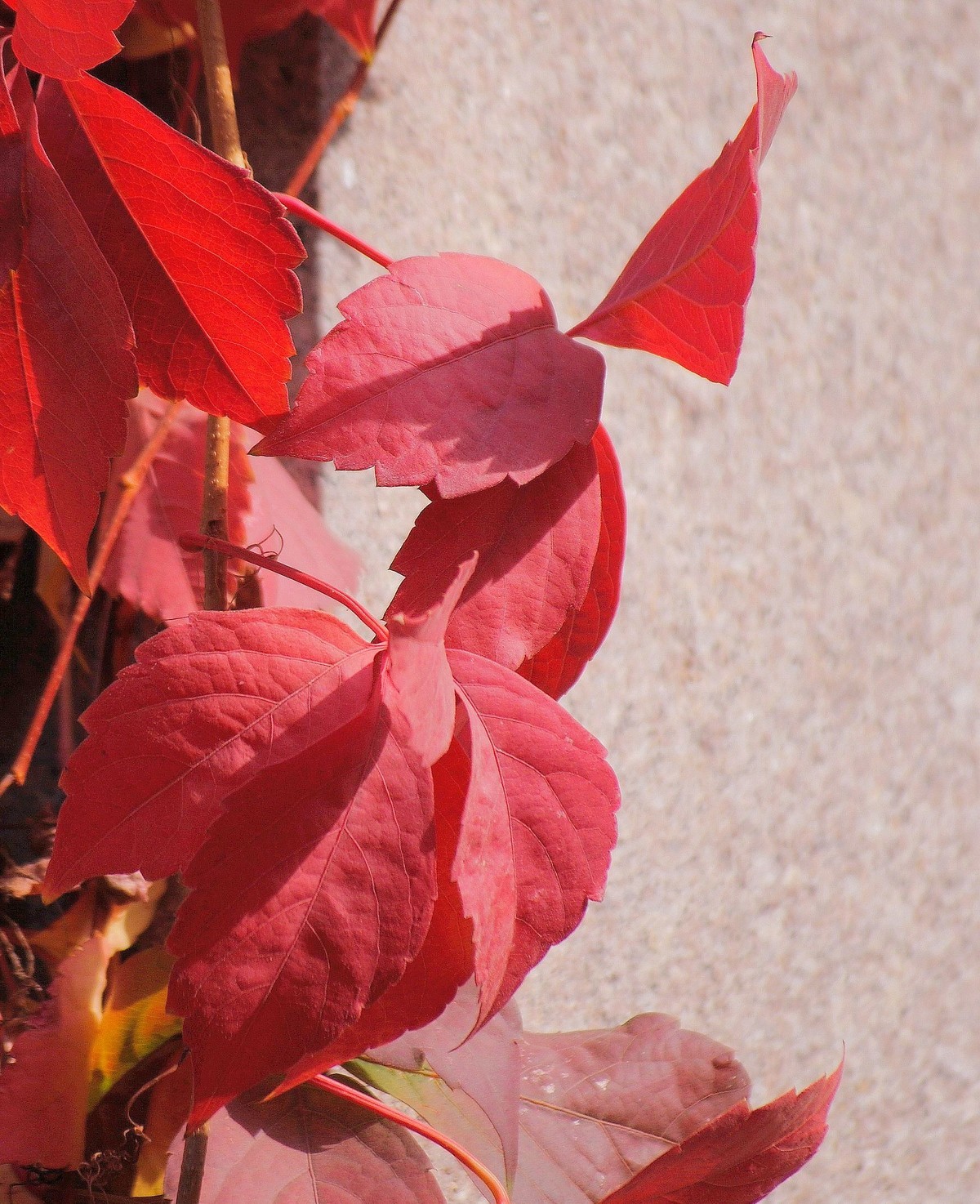 金秋菊香映红叶