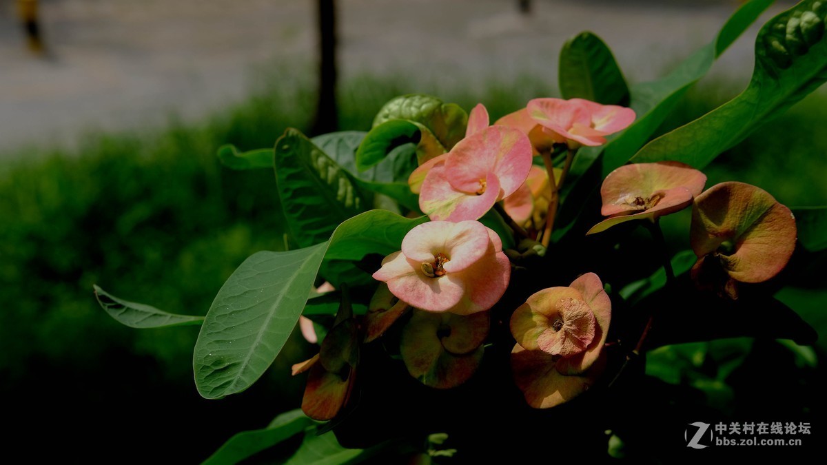 小區裡的花與果隨拍4