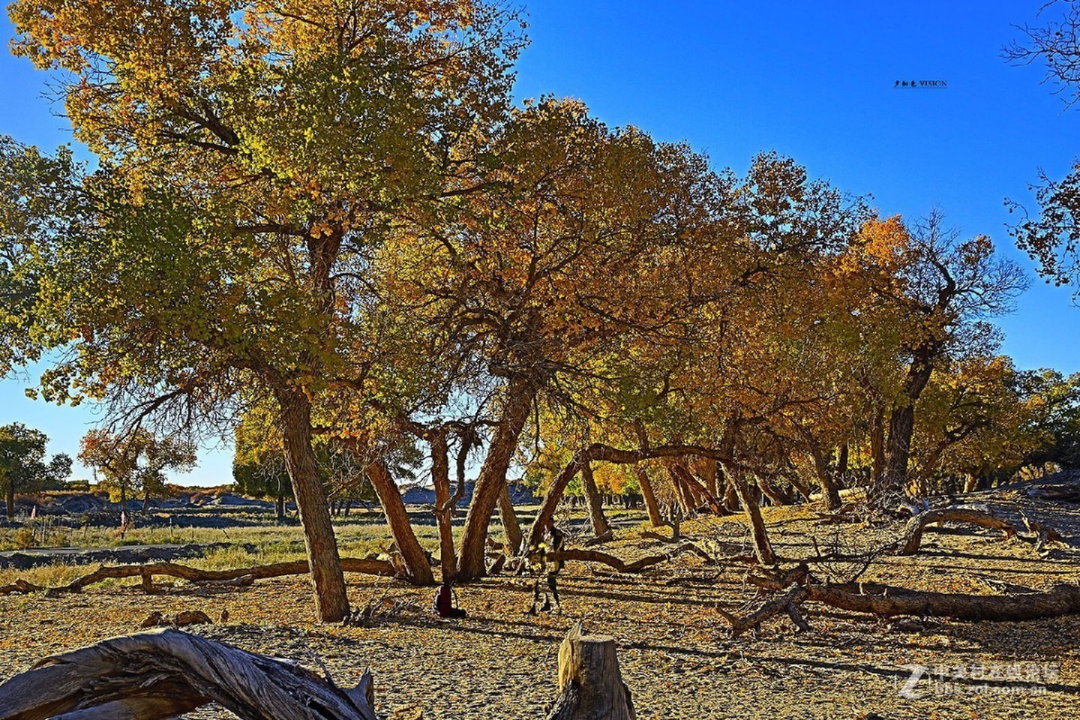 我的2018摄影告白