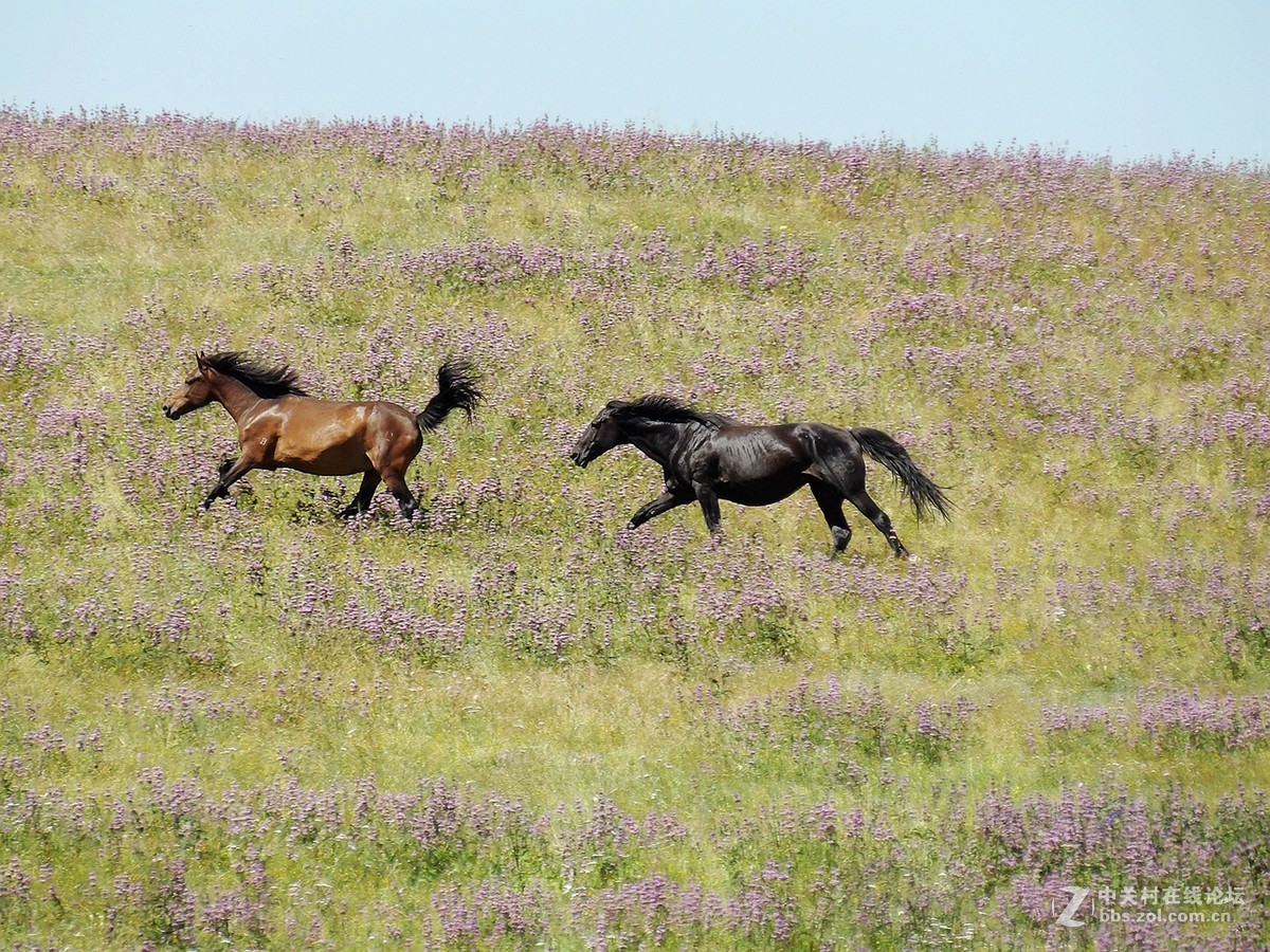南北疆风光----宾得长焦机（一）